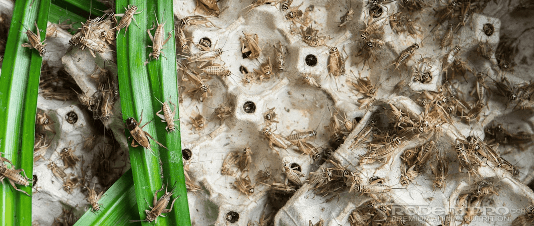 Gut-Loading Insects for Reptile Health: Tips From RodentPro